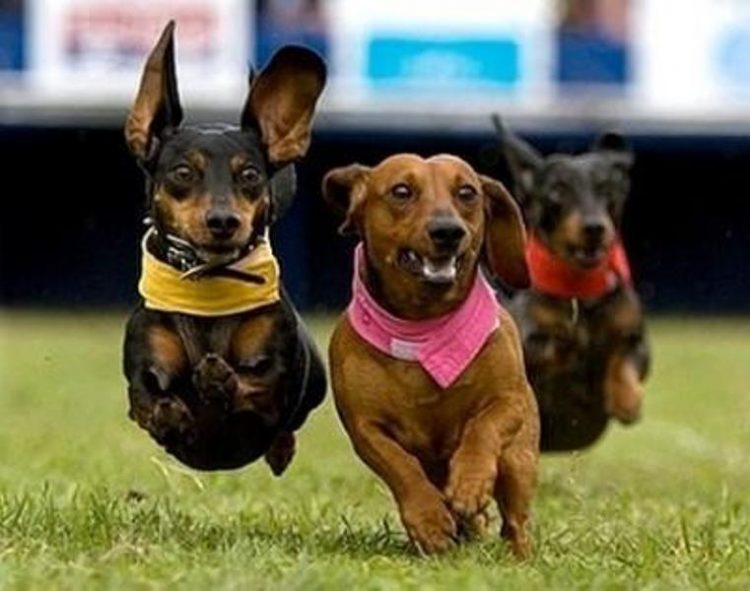 Wiener Dog races return to The Meadows Harnesslink