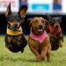 Wiener Dog races return to The Meadows 1 Adios season starts with Weiner Dog races