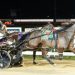 Tasmanian Harness Highlights podcast