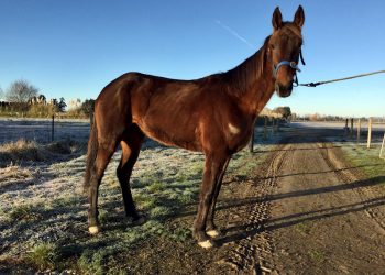 Auction entry deadline looming