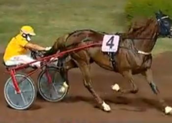 Big score for Vernissage Grif in Italy