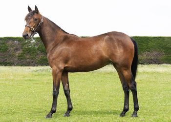 Harness racing auction online now