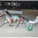 NYSS visits Tioga Downs on Saturday