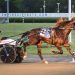 American Ideal colts rule in NYSS