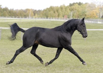 CR Renegade passes at age 25