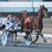 Queensland harness racing wrap