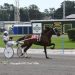 Back to basics for Loyal Fox Hanover 3 Back to basics for Loyal Fox Hanover