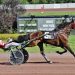 Trotting invaders captures Pocono features