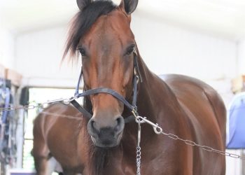 Melander duo looks for success in Zweigs