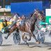 Trotters on the rise in Victoria