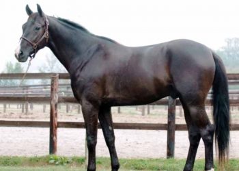 Trotting sire’s 100 per cent record
