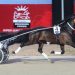 Boort Trotting Stallion Tender opens