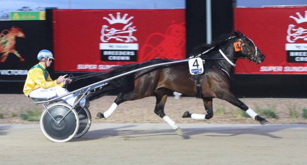 Boort Trotting Stallion Tender opens - Harnesslink