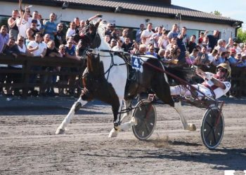 Pinto pacers take centre stage at Racetime