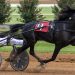 Empressive Hill, Venerate victorious in KY Series