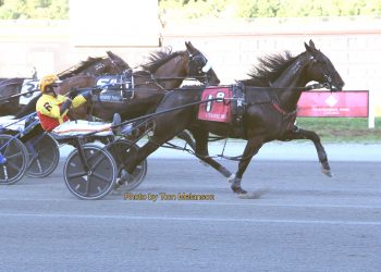 Kiwi bred repeats in Plainridge Open