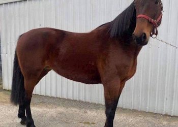 Harness racing auction online now