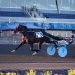 Former Meadowlands Pace champ wins at Grand River 2 Is Lawless Shadow cursed when in Ontario?