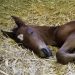 SRF saved mare has surprise foal 3 SRF saved mare has surprise foal