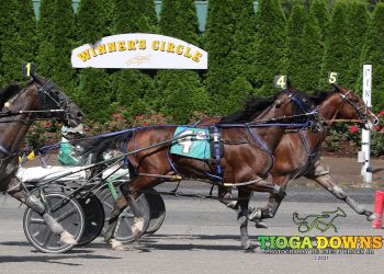 Agedchedar Hanover the big cheese at Tioga