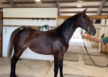 Goshen sale hits record numbers