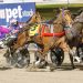 Gear change working wonders for Kilmore Cup hopeful