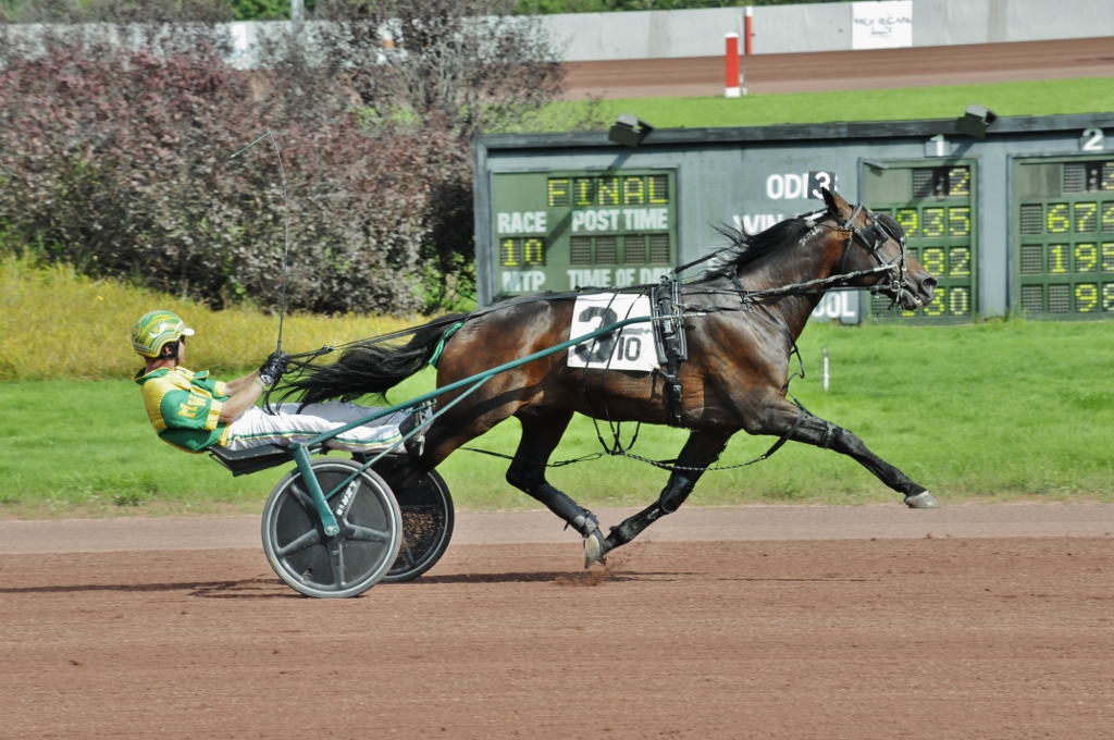 Zilco Harness for Winner Horse Teams Marathon - DVI - Driving Valkenswaard  International