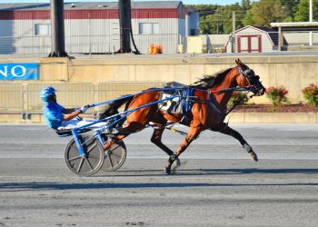 Southwind Lynx offspring dominate DSBF