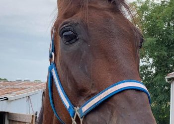 Million dollar winner rescued by SRF, Burke Stable