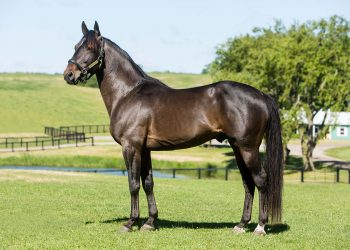 Fact or fiction – stallion myth busters