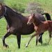Equine Breeding deemed an essential service
