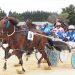 Galloping pacemaker wins at Oamaru