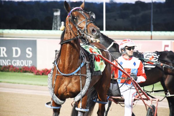 No Bones About It Star Major Delivers Harnesslink