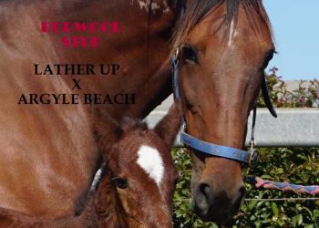 First foals by fastest horse in the world arriving downunder