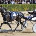 Champion pacer set to atone at Stud