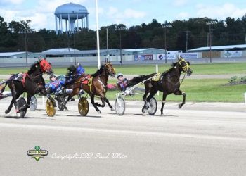 Loyal Fox Hanover getting hot