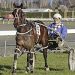 Pembrook Playboy crowned Southland Harness HOY 2 Playboy on Hannon mission
