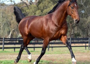 Birthdays and premierships……A weekend of celebrations