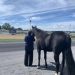 Shenandoah Downs honor’s special Standardbred