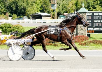 Squee Hanover takes first Open Trot