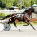 Squee Hanover takes first Open Trot