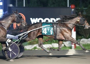 When Dovescry soars in Armbro Flight