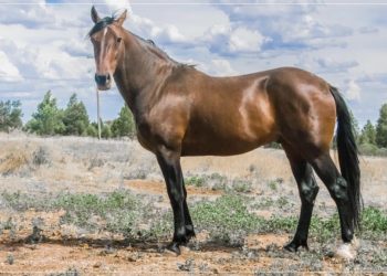 Cullen’s Creek for Queensland