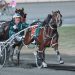 Kiwi standardbreds dominate on Australasian tracks