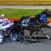 Queensland harness racing wrap