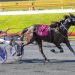 Queensland harness racing wrap 2 Queensland harness racing wrap