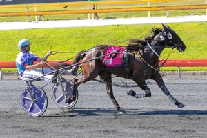 Queensland harness racing wrap