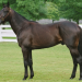 Hanover stud pensioned