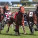 Copperhead Rose out of NZ Cup