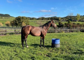 Downbytheseaside to resume stud duties on Friday